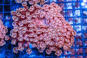 LIVE CORAL - WYSIWYG - 10.30.79
