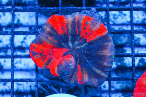 LIVE CORAL - WYSIWYG - 10.30.8