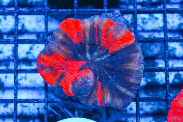 LIVE CORAL - WYSIWYG - 10.30.8