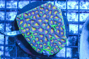 LIVE CORAL - WYSIWYG - 10.30.88