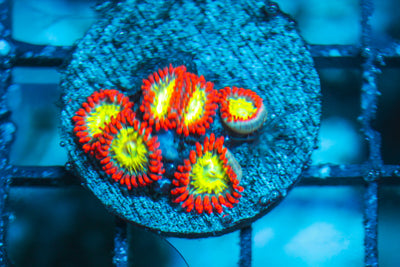 LIVE CORAL - WYSIWYG - 8.11.61
