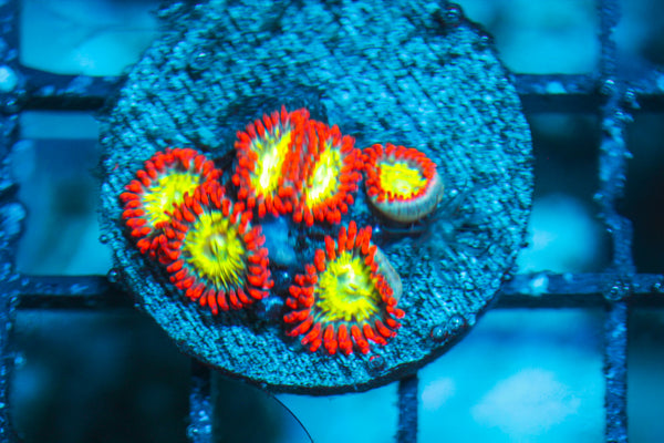 LIVE CORAL - WYSIWYG - 8.11.61