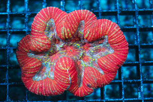 LIVE CORAL - WYSIWYG - 8.11.90
