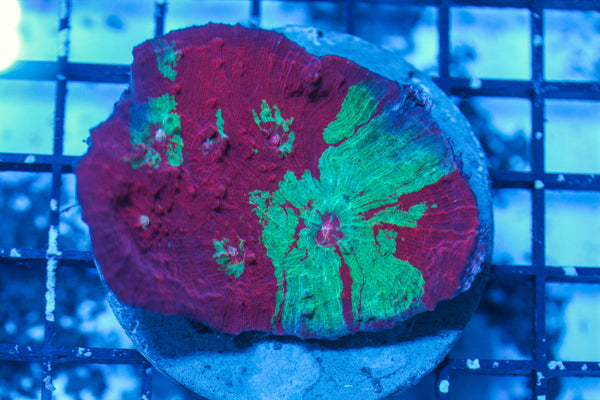 LIVE CORAL - WYSIWYG - 8.4.10