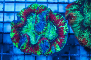 LIVE CORAL - WYSIWYG - 8.4.100