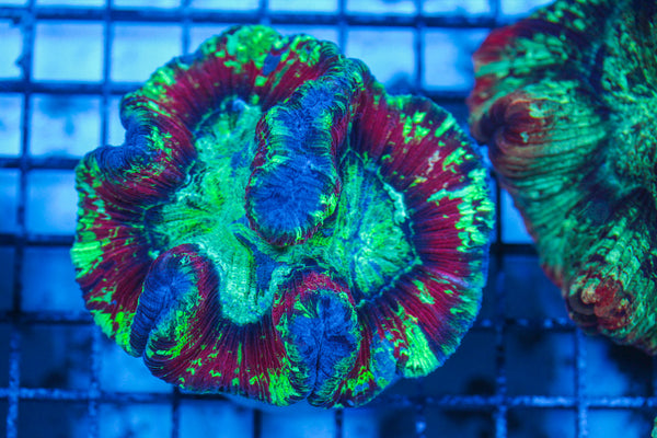 LIVE CORAL - WYSIWYG - 8.4.100