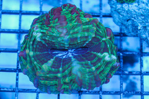 LIVE CORAL - WYSIWYG - 8.4.101
