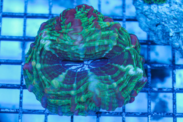 LIVE CORAL - WYSIWYG - 8.4.101