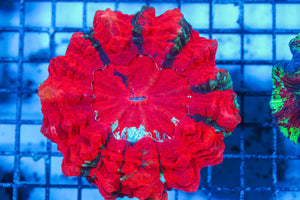 LIVE CORAL - WYSIWYG - 8.4.102
