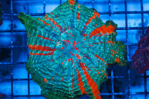 LIVE CORAL - WYSIWYG - 8.4.103