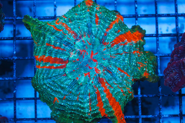 LIVE CORAL - WYSIWYG - 8.4.103