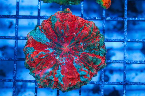 LIVE CORAL - WYSIWYG - 8.4.104