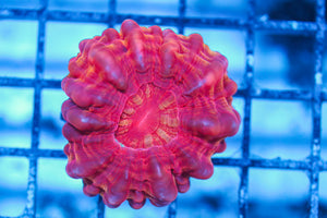 LIVE CORAL - WYSIWYG - 8.4.105