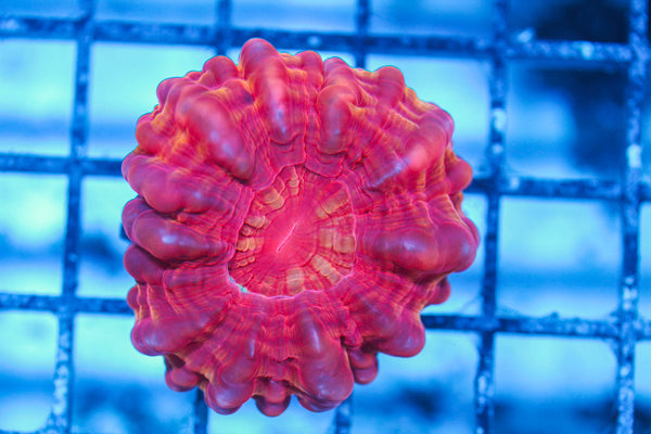 LIVE CORAL - WYSIWYG - 8.4.105