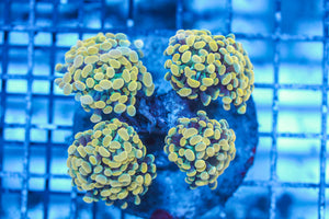 LIVE CORAL - WYSIWYG - 8.4.106