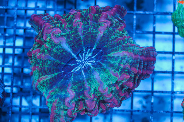 LIVE CORAL - WYSIWYG - 8.4.107