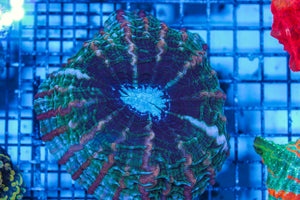 LIVE CORAL - WYSIWYG - 8.4.108