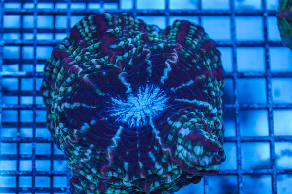 LIVE CORAL - WYSIWYG - 8.4.109