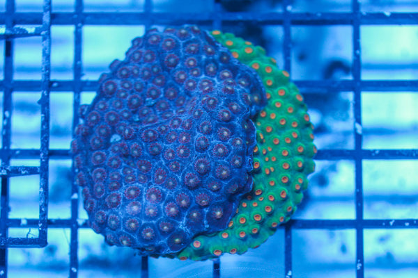 LIVE CORAL - WYSIWYG - 8.4.11