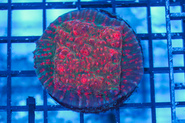 LIVE CORAL - WYSIWYG - 8.4.110