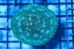 LIVE CORAL - WYSIWYG - 8.4.111