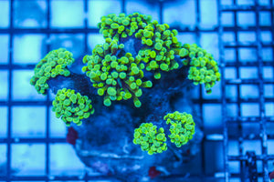 LIVE CORAL - WYSIWYG - 8.4.112