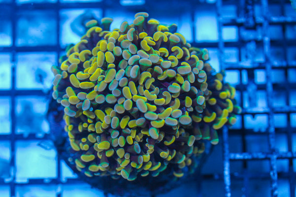 LIVE CORAL - WYSIWYG - 8.4.113