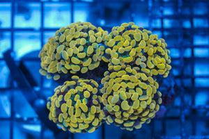 LIVE CORAL - WYSIWYG - 8.4.114
