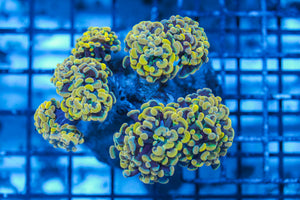 LIVE CORAL - WYSIWYG - 8.4.115