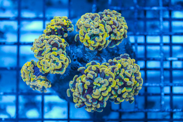 LIVE CORAL - WYSIWYG - 8.4.115
