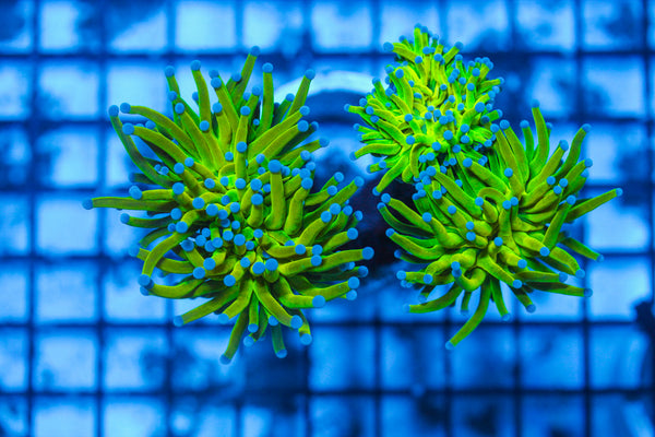 LIVE CORAL - WYSIWYG - 8.4.117