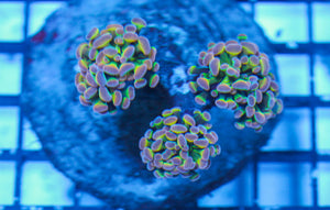 LIVE CORAL - WYSIWYG - 8.4.119