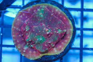 LIVE CORAL - WYSIWYG - 8.4.12
