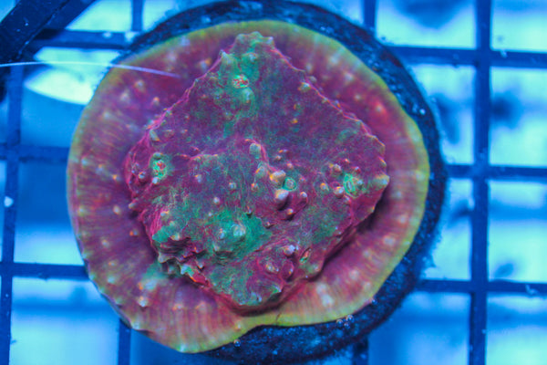 LIVE CORAL - WYSIWYG - 8.4.12
