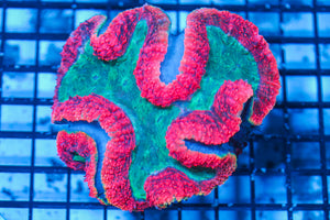 LIVE CORAL - WYSIWYG - 8.4.120