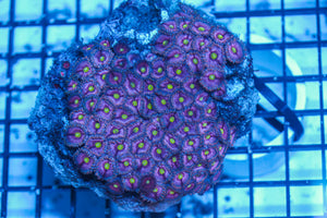 LIVE CORAL - WYSIWYG - 8.4.121
