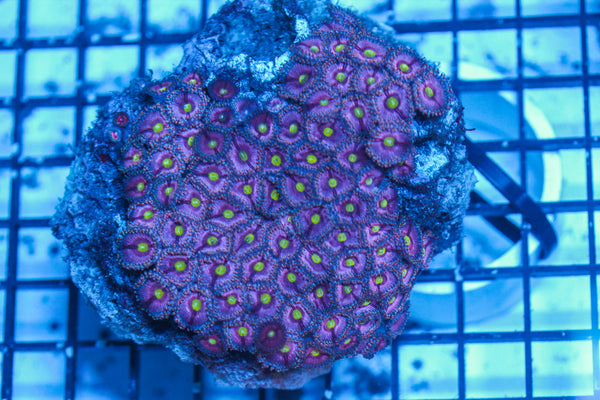LIVE CORAL - WYSIWYG - 8.4.121