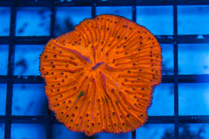 LIVE CORAL - WYSIWYG - 8.4.122