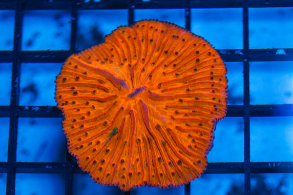 LIVE CORAL - WYSIWYG - 8.4.122
