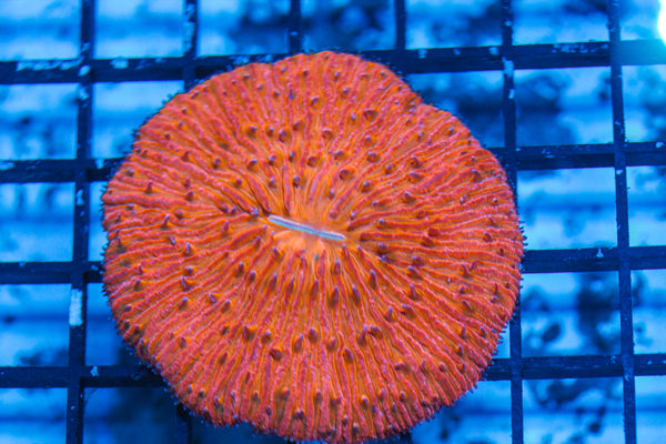 LIVE CORAL - WYSIWYG - 8.4.123