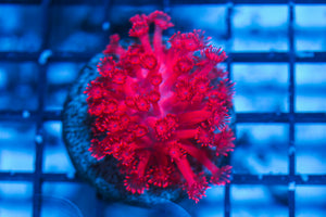 LIVE CORAL - WYSIWYG - 8.4.124