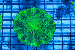 LIVE CORAL - WYSIWYG - 8.4.125