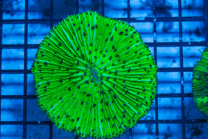 LIVE CORAL - WYSIWYG - 8.4.126