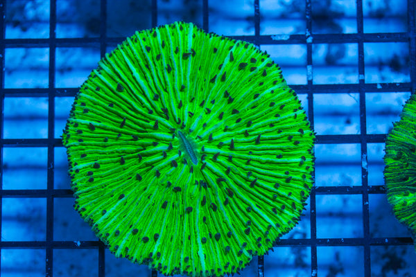 LIVE CORAL - WYSIWYG - 8.4.126