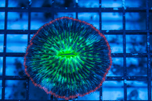 LIVE CORAL - WYSIWYG - 8.4.127