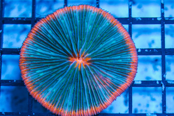 LIVE CORAL - WYSIWYG - 8.4.128