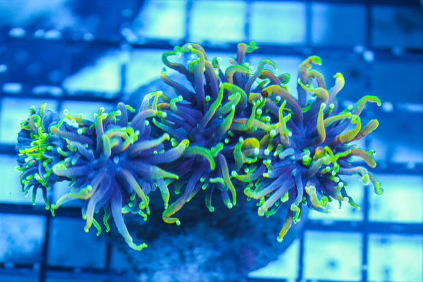 LIVE CORAL - WYSIWYG - 8.4.129
