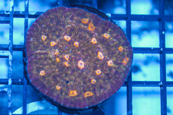 LIVE CORAL - WYSIWYG - 8.4.13