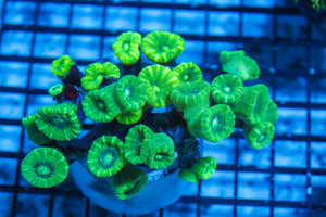 LIVE CORAL - WYSIWYG - 8.4.130