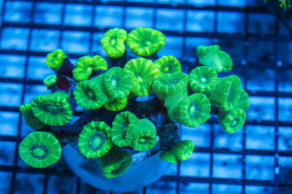 LIVE CORAL - WYSIWYG - 8.4.130